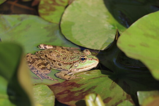 Grenouille Verte