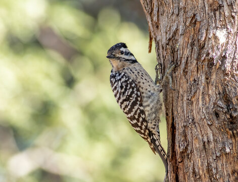 A ladder-backed woodpecker perched on the side of a tree. 
