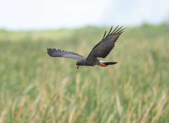 A snail kite flies over the reeds and marsh grass on the hunt for apple snails, its favorite food. 