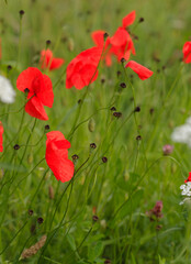 red poppy flowers on field