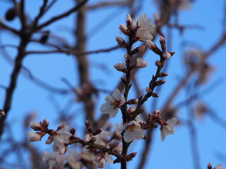 almendros en floración pleno invierno que nos hacen disfrutar de sus aromas y paisajes, en vilanova de prades, tarragona, españa, europa 