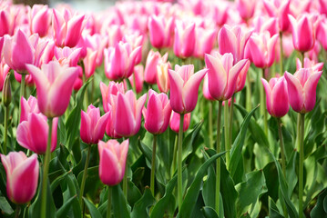 Fototapeta premium pink tulips in the garden