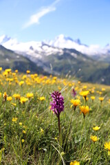 Obraz premium Dactylorhiza majalis ; Orchis de mai ; avec vue sur le Mont Blanc