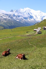 Fototapeta na wymiar Vue du Col des Posettes sur le massif du Mont blanc, un alpage et des vaches de race Abondance