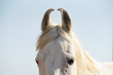 Portrait of Indian horse breed