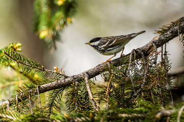Male Blackpoll Warbler (Setophaga striata) in breeding plumage.👨 