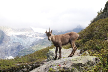 Femelle Bouquetin des Alpes devant le glacier d'argentière ; Capra ibex 