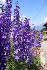 Delphinium violet ; pied d'alouette ; abeille en vole