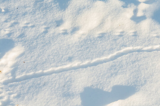 Deer Mouse trails in the snow