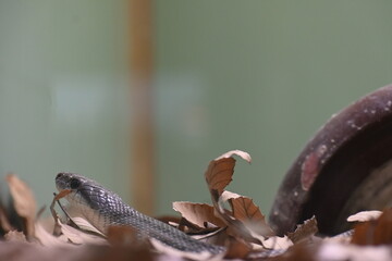 red tailed hawk