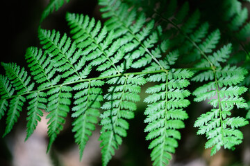 Fern spotlight