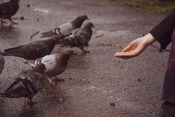 Obraz premium a hand feeding pigeons in the park