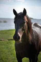 horses in nature by the river on a sunny day 