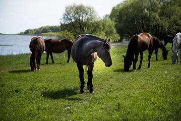 horses in nature by the river on a sunny day 