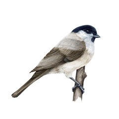 Marsh tit bird. Watercolor illustration. Hand drawn realistic poecile palustris on white background. Small cute chickadee on a tree branch. Marsh tit forest bird perched on a branch illustration © anitapol