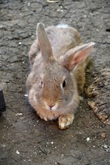Rabbit on the farm on a hot summer day 