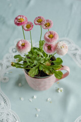 Bouquet of English daisy flowers in A pink cup on the table with mint background. Spring still life with little chamomile. Mother or Woman day card. Easter composition