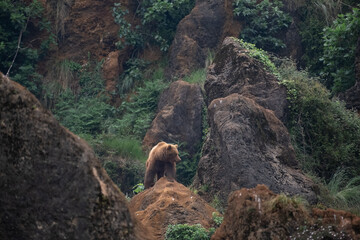Fototapeta na wymiar European bear in Cabarceno, Spain