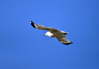 seagull in the sky