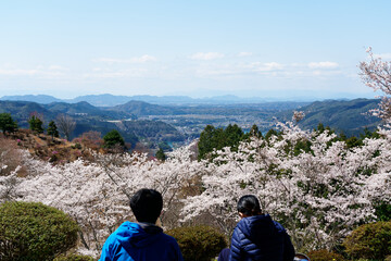 桜を眺めながらピクニック