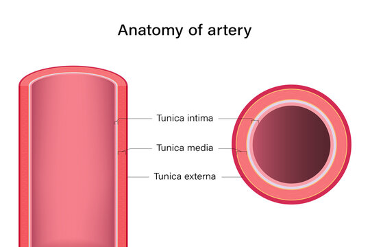 Anatomy of artery longitudinal and cross section.