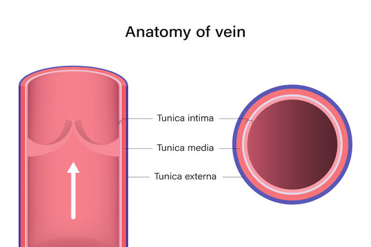 Anatomy of vein longitudinal and cross section.