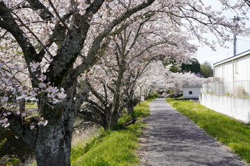 桜並木