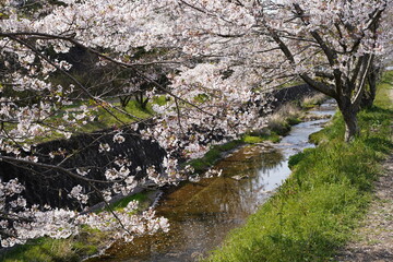 小川と桜の木