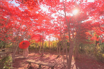平岡樹芸センターの紅葉