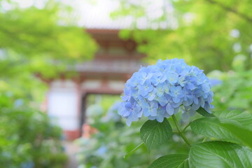 久安寺の紫陽花