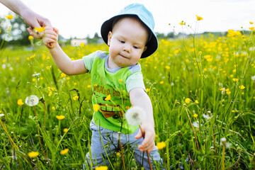 child in a flower field. Country life. Family vacation. The boy holds his mother's hand