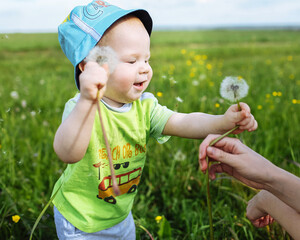 child in a flower field. Country life. Family vacation. The boy holds his mother's hand