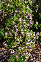 Daphne bholua 'Jacqueline Postill' an evergreen winter and spring flowering plant shrub with a pink springtime flower, stock photo image