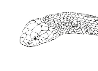 Naklejka premium snake vector sketch