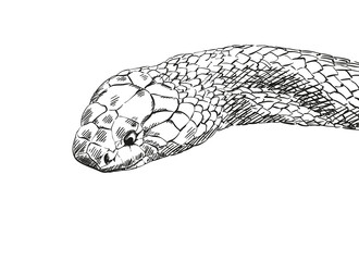 snake vector sketch