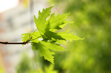 maple leaves