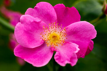 Rose 'Vanity ' (rosa) a summer autumn flowering hybrid musk shrub plant with a pink summertime  flower, stock photo image