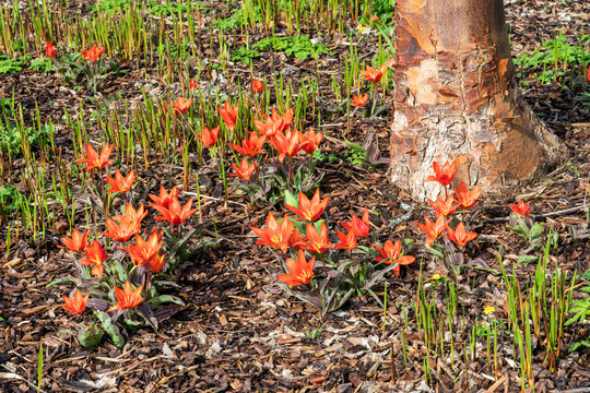 Tulip (tulipa) 'Early Harvest' a spring flowering bulbous plant with an orange red and yellow springtime flower commonly known as stock photo image
