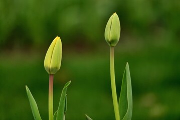 Obraz na płótnie Canvas tulip in the garden