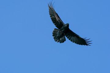 Fototapeta premium Flying common raven against a blue sky in the background.