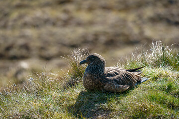 Close portrait of the Great Skua (Catharacta skua) in the nest.
