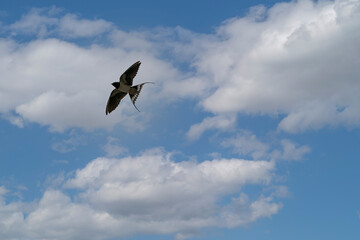 The Barn Swallow bird is a small and quick bird. Catching insects in the air with blue skye and white clouds in the background.