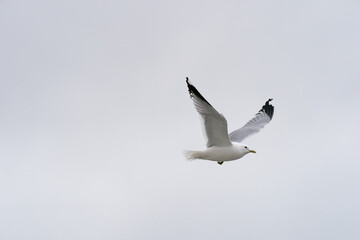 White and black seagull in flight with light background.