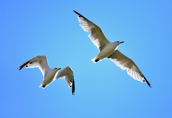 seagull flying in the sky