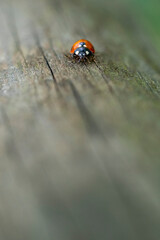 Coccinelle