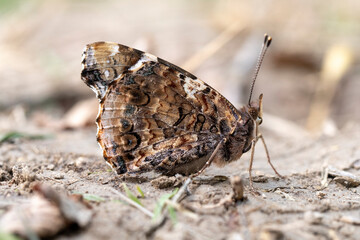 papillon