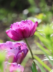 Fototapeta premium purple tulip