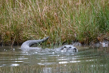 a european fish otter swimming in a pond