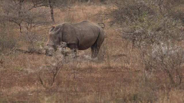 A white rhino bull is marking its territory with his droppings at a midden in the bush.