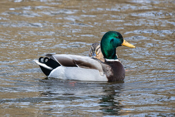 A duck swims on the mill pond